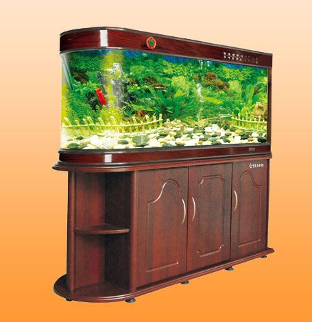 风水问答:如何养风水鱼?